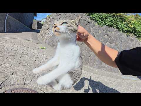 怖がりな子猫ちゃんと強引なスキンシップを取ったら懐いてくれた(YouTube)