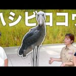 ハシビロコウの繁殖活動について教えていただきました！【神戸どうぶつ王国】(YouTube)