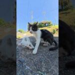 母猫が心を鬼にして子猫に親離れを促す #猫 #ねこ #cat(YouTube)