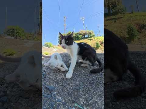 母猫が心を鬼にして子猫に親離れを促す #猫 #ねこ #cat(YouTube)
