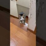 物陰で待機しておりました(YouTube)