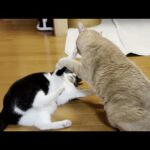 深夜の決まった時間帯になるとケンカを始める猫(YouTube)