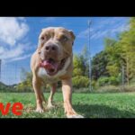 【ライブ】野犬タキちゃん逃走　ご報告(YouTube)