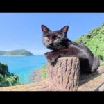 猫達が「こっちに来て！」と言って美しい景色を見せてくれた(YouTube)