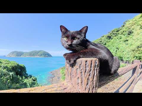 猫達が「こっちに来て！」と言って美しい景色を見せてくれた(YouTube)