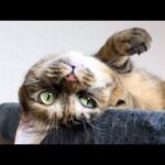 飼い主に呼ばれると嬉しそうにする姉妹猫たちが可愛すぎました(YouTube)