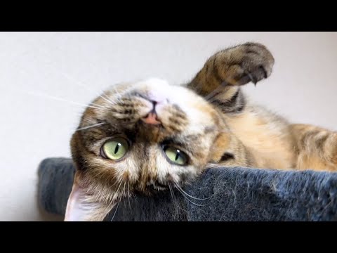 飼い主に呼ばれると嬉しそうにする姉妹猫たちが可愛すぎました(YouTube)