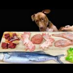 豪快すぎる!ピットブルが骨付き肉を咀嚼する音がクセになる(YouTube)