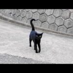 山の上の猫の集会から帰ろうとしたら黒猫ちゃんがついてきた「港まで送っていくニャン！」(YouTube)