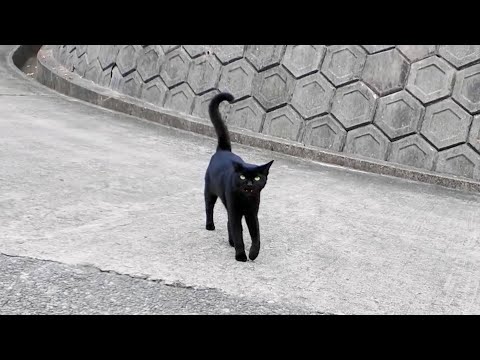 山の上の猫の集会から帰ろうとしたら黒猫ちゃんがついてきた「港まで送っていくニャン！」(YouTube)