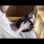退かへんと決意した息子よりもオカンの方が退かへん猫だった(YouTube)