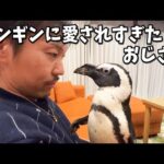ペンギンの愛情表現の仕方が想像を超えてきた件(YouTube)