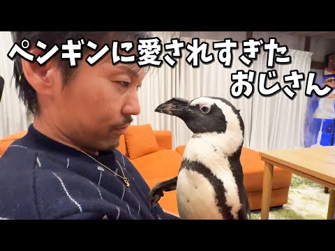 ペンギンの愛情表現の仕方が想像を超えてきた件(YouTube)