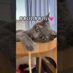 久々にストローで荒ぶるハムちゃん！ #shorts(YouTube)