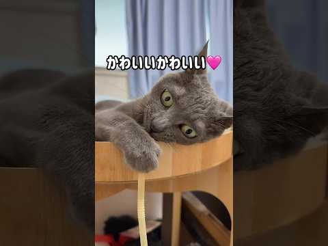 久々にストローで荒ぶるハムちゃん！ #shorts(YouTube)