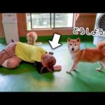 飼育員が動物たちの前で倒れたフリをしてみたら…！？(YouTube)