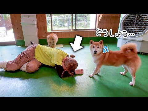 飼育員が動物たちの前で倒れたフリをしてみたら…！？(YouTube)