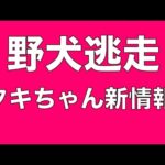 【野犬逃走】タキちゃん逃げた近隣にて目撃情報あり(YouTube)