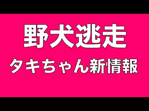 【野犬逃走】タキちゃん逃げた近隣にて目撃情報あり(YouTube)