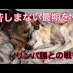 棄てた飼い主がリセットした命。10年の時を越えて…余命二ヶ月を仲間と生き抜いた記録動画(YouTube)