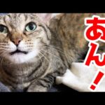 あん！と鳴きながら飼い主を起こす猫が可愛すきます…(YouTube)