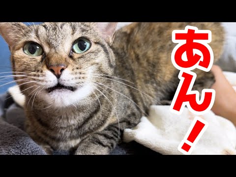 あん！と鳴きながら飼い主を起こす猫が可愛すきます…(YouTube)