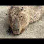 カピバラcapybara(YouTube)