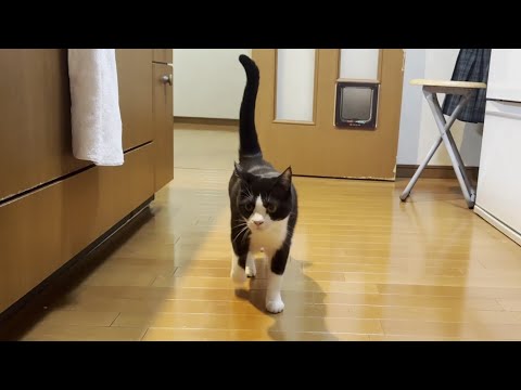 名前を呼んだのに「猫が1匹も来ない」とご立腹な娘(YouTube)