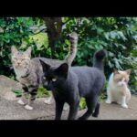 坂道の途中で出会った猫と一緒に、坂の上で開かれる猫の集会に参加してきた🐾(YouTube)