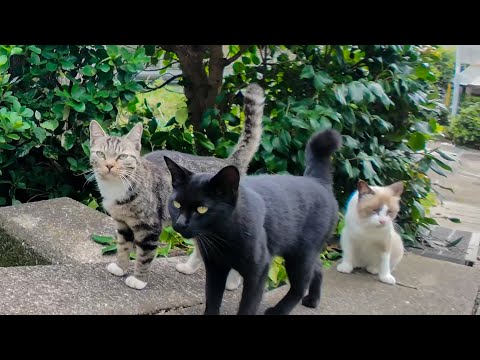 坂道の途中で出会った猫と一緒に、坂の上で開かれる猫の集会に参加してきた🐾(YouTube)