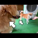 甘くて美味しい梨を食べるか悩む柴犬と、それを横で狙っている2匹のワンコ(YouTube)