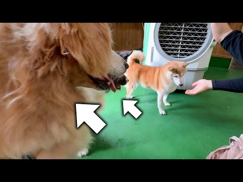 甘くて美味しい梨を食べるか悩む柴犬と、それを横で狙っている2匹のワンコ(YouTube)