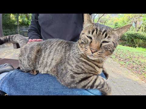 目が合うと速攻でひざの上に乗ってくる甘えん坊なキジトラ猫(YouTube)
