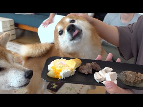 柴犬ハチ８歳の誕生日で過去最大の大盛り上がりに。(YouTube)