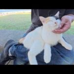 三毛猫が人間のひざに飛び乗って、指をハミハミと噛んできた(YouTube)