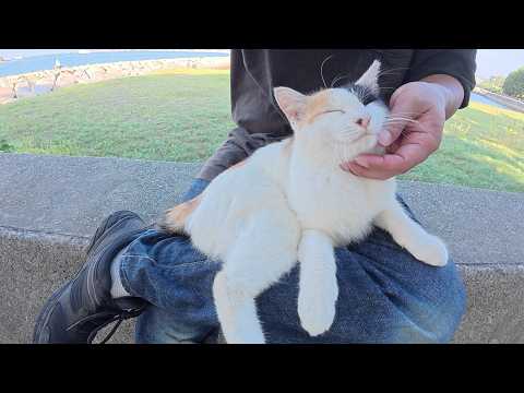 三毛猫が人間のひざに飛び乗って、指をハミハミと噛んできた(YouTube)