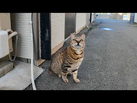 島を離れる直前、あの路地に行ったら3本足の猫ちゃんがまだいたのでちゅーるあげてきた🐾(YouTube)