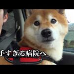 病院が怖すぎて泣きそうな柴犬。でも不安そうな表情が可愛すぎる。(YouTube)