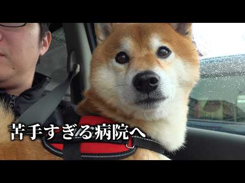 病院が怖すぎて泣きそうな柴犬。でも不安そうな表情が可愛すぎる。(YouTube)