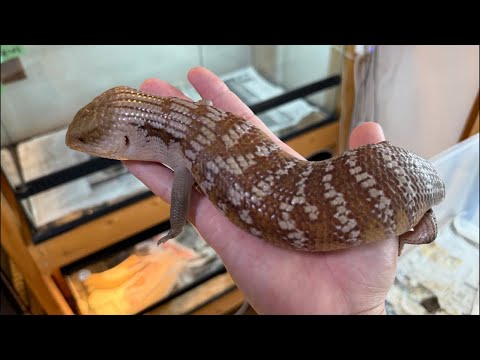 アオジタご飯あげ&とんぶり市感想ライブ(YouTube)