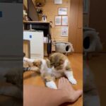 オッサン、いらんことすんなや(YouTube)