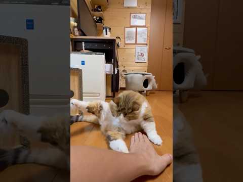 オッサン、いらんことすんなや(YouTube)