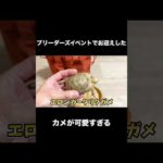 ブリーダーズイベントでお迎えしたカメが可愛すぎる(YouTube)