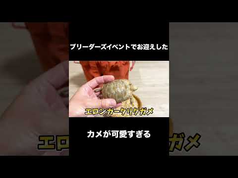 ブリーダーズイベントでお迎えしたカメが可愛すぎる(YouTube)