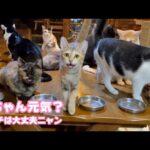 お兄ちゃん元気してるニャ？  アタチは元気ニャン！  お兄ちゃん忘れないニャ   兄妹で彷徨い保護されたヤー＆ユウ   2025 10 01 1(YouTube)