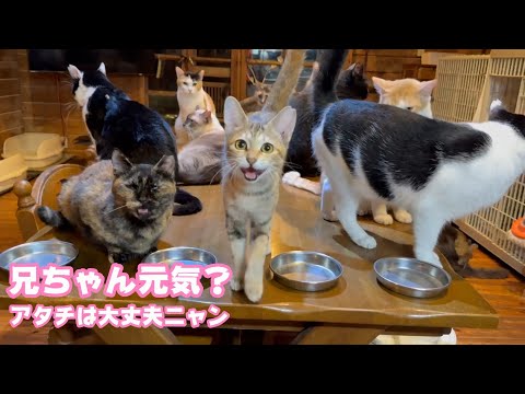 お兄ちゃん元気してるニャ？  アタチは元気ニャン！  お兄ちゃん忘れないニャ   兄妹で彷徨い保護されたヤー＆ユウ   2025 10 01 1(YouTube)