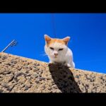 防波堤の上からじっと見下ろしてくる猫が可愛すぎた🐱💕(YouTube)