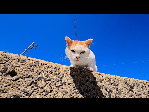 防波堤の上からじっと見下ろしてくる猫が可愛すぎた🐱💕(YouTube)