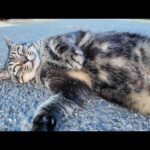 夕方の港町の路地裏で出会った猫を撫でるとゴロンゴロンと転がってかわいすぎた(YouTube)