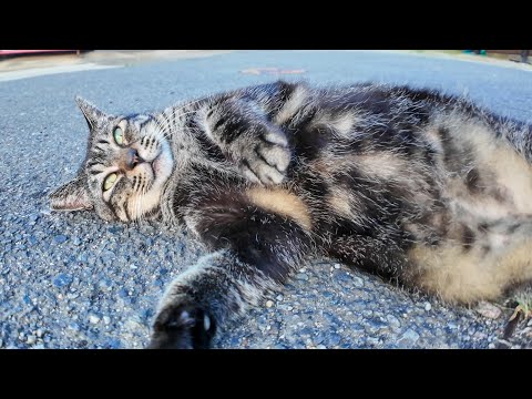 夕方の港町の路地裏で出会った猫を撫でるとゴロンゴロンと転がってかわいすぎた(YouTube)